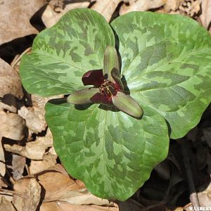 2014 GA MTNS 81 AT HOGPEN GAP PURPLE TRILLIUM