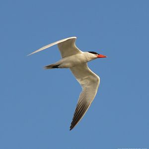 Tern