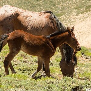 feral horses