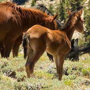 feral horses