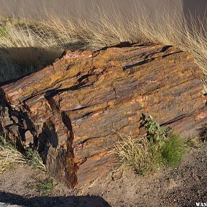 Petrified log