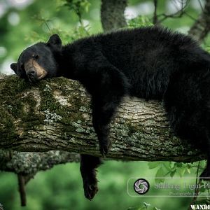 Sleeping Bear