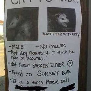 lost Cat