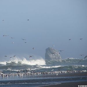 2014 OR I50 CAPE BLANCO SP