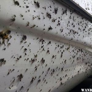 bugs on camper