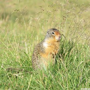 2015 20 C KANANASKIS LKS GROUND SQUIRREL