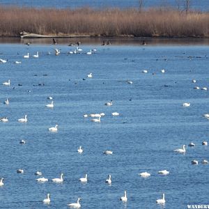 '15 MN 17 RENO TUNDRA SWANS