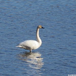 '15 MN 20 RENO TUNDRA SWANS