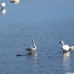 '15 MN 26 RENO TUNDRA SWANS