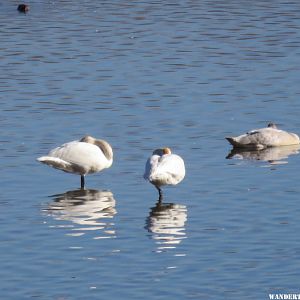 '15 MN 30 RENO TUNDRA SWANS