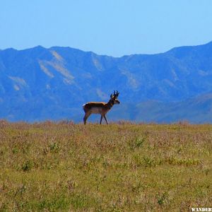 Pronghorn on the plain.