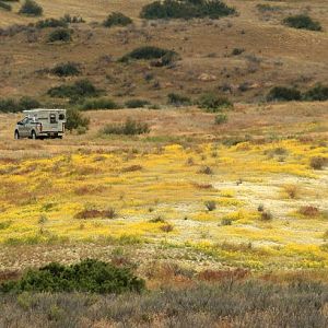 Yellow Fields