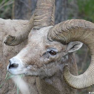 bighorn2