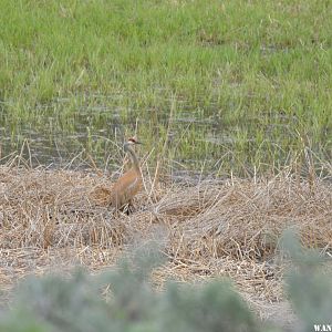 Sandhill Crane