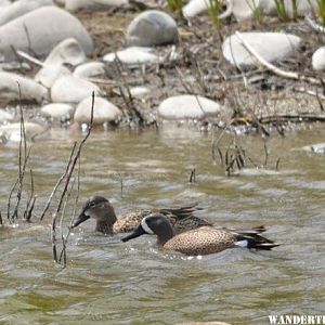 Blue winged teal