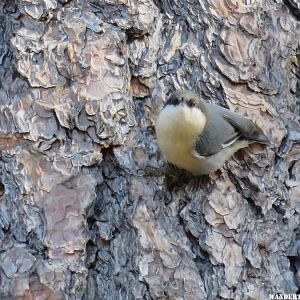 '16 Y82 AZ, MOGOLLON RIM VW, PYGMY NUTHATCH