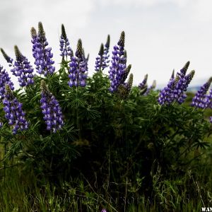 Lupines Orton DSC4844