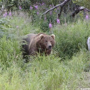 Kodiak Bear in the Fireweed