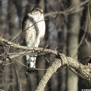 '17 IA A10 SHARPED SHINNED HAWK