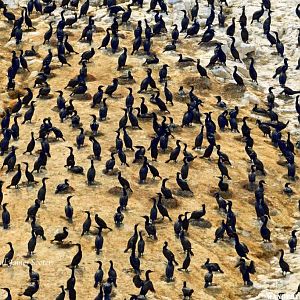 Cormorant Colony