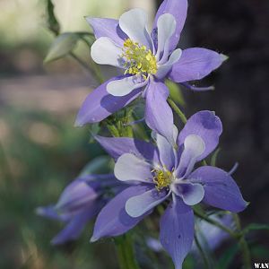 Wild Flowers, Red Feather Lakes, Colorado