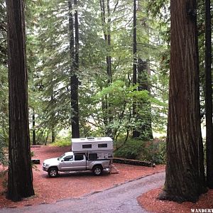 Camped in the Big Trees of Jedediah Smith Redwood State Park