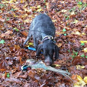 Fritz’s First Pheasant