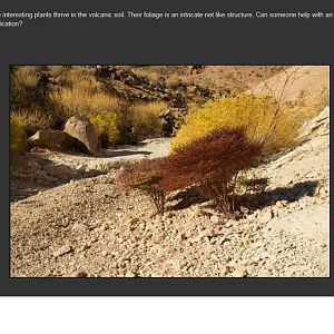 Death Valley   Johnson Canyon Plant ID