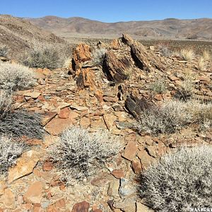 fossil Bed