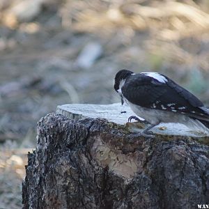 Hairy Woodpecker