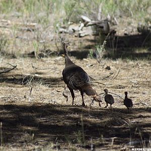 Wild Turkey hen and chicks