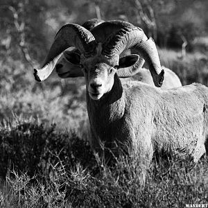 Bighorn Monochrome DSC3328