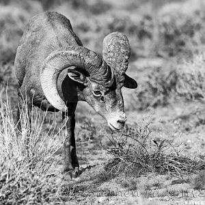 Bighorn Monochrome DSC3423