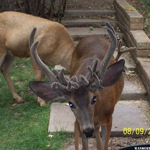 Bad hair day-Susanville