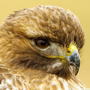 Redtail Hawk close up portrait