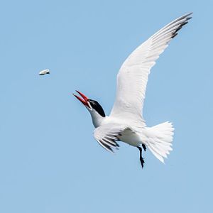 Tern playing with salmon smolt