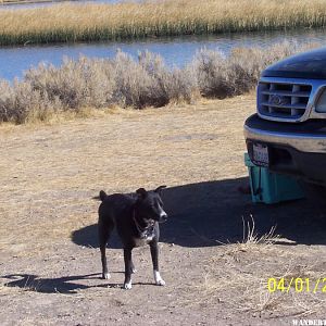 Carnip Res. Sheldon NWR, Nevada(04/07/2020)