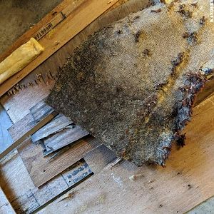 Carpet Mold