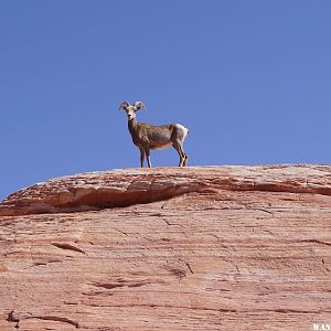 Desert Bighorn Ewe in Valley of Fire