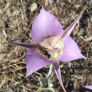 Sagebrush Mariposa Lily