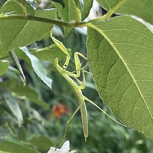 California Mantis