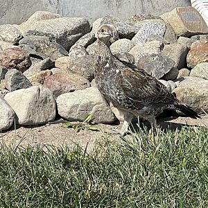 Ruffed Grouse (immature)