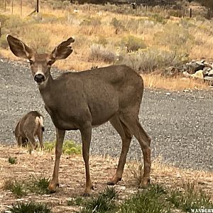 Mule Deer