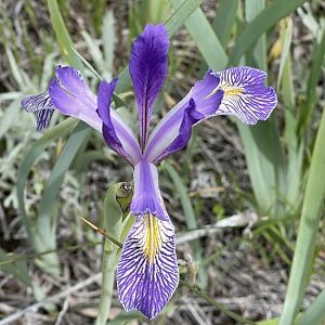 Wild Iris