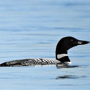 Common Loon