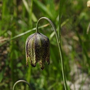 Chocolate Lilly