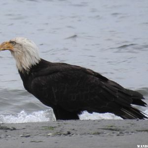 Bald eagle