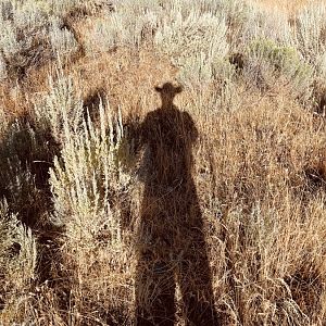 Sagebrush Shadows