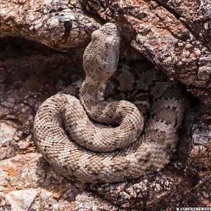 Panamint Rattler