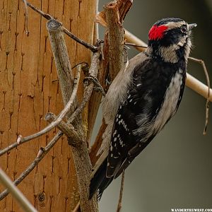 Downey Woodpecker - Picoides pubescens